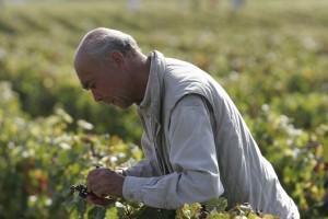 degustation-de-baie-avant-les-vendanges-12 (4)